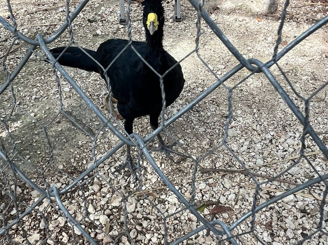 Akumal Monkey Sanctuary & Rescued Animals-艾库玛尔必去景点