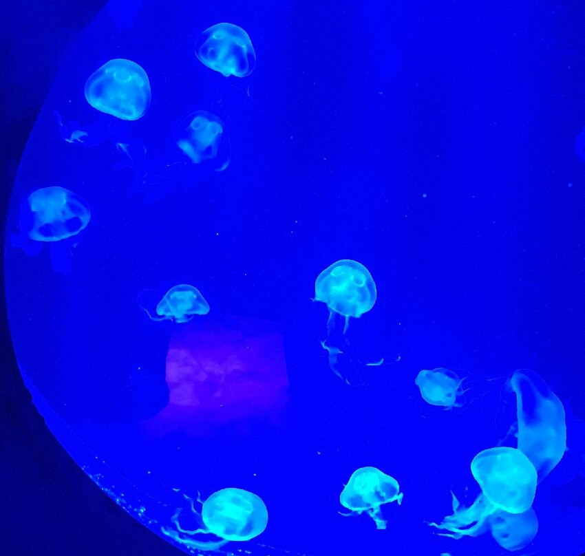 Malta National Aquarium-卡拉必去景点