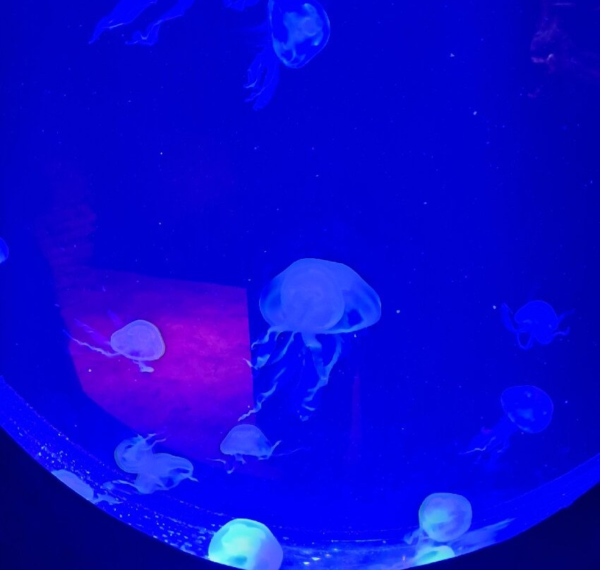 Malta National Aquarium-卡拉必去景点