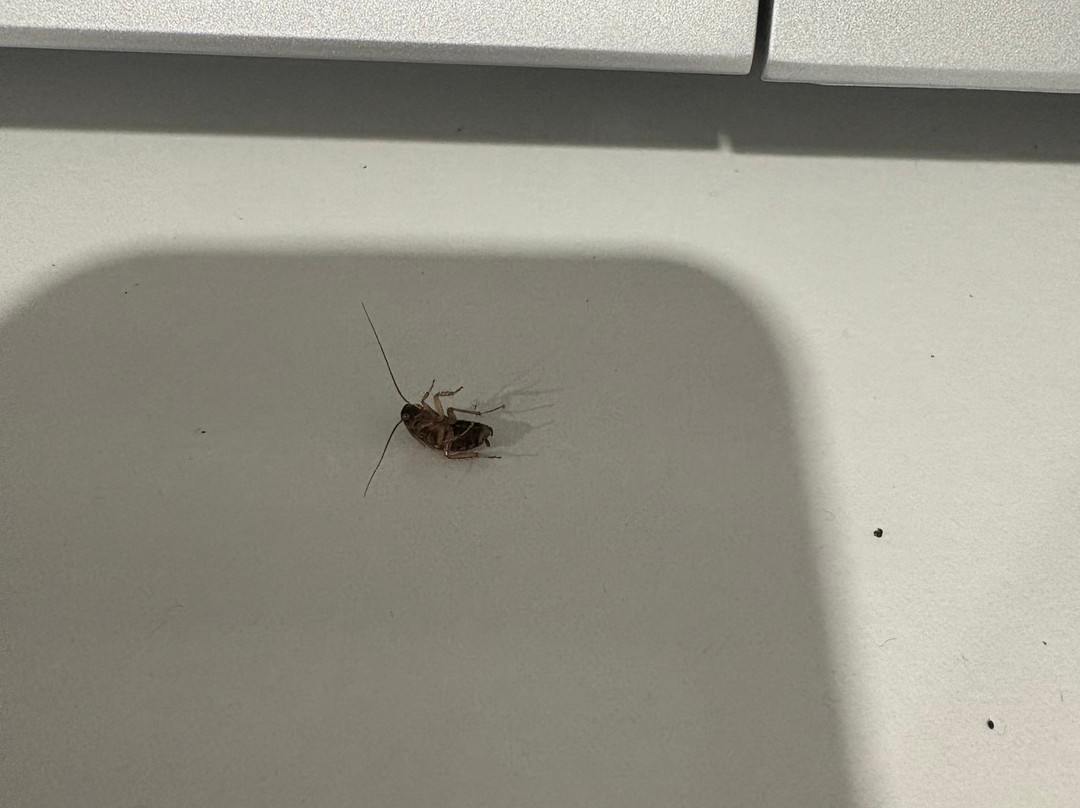 Résidence Sud Océan - Vacancéole主图