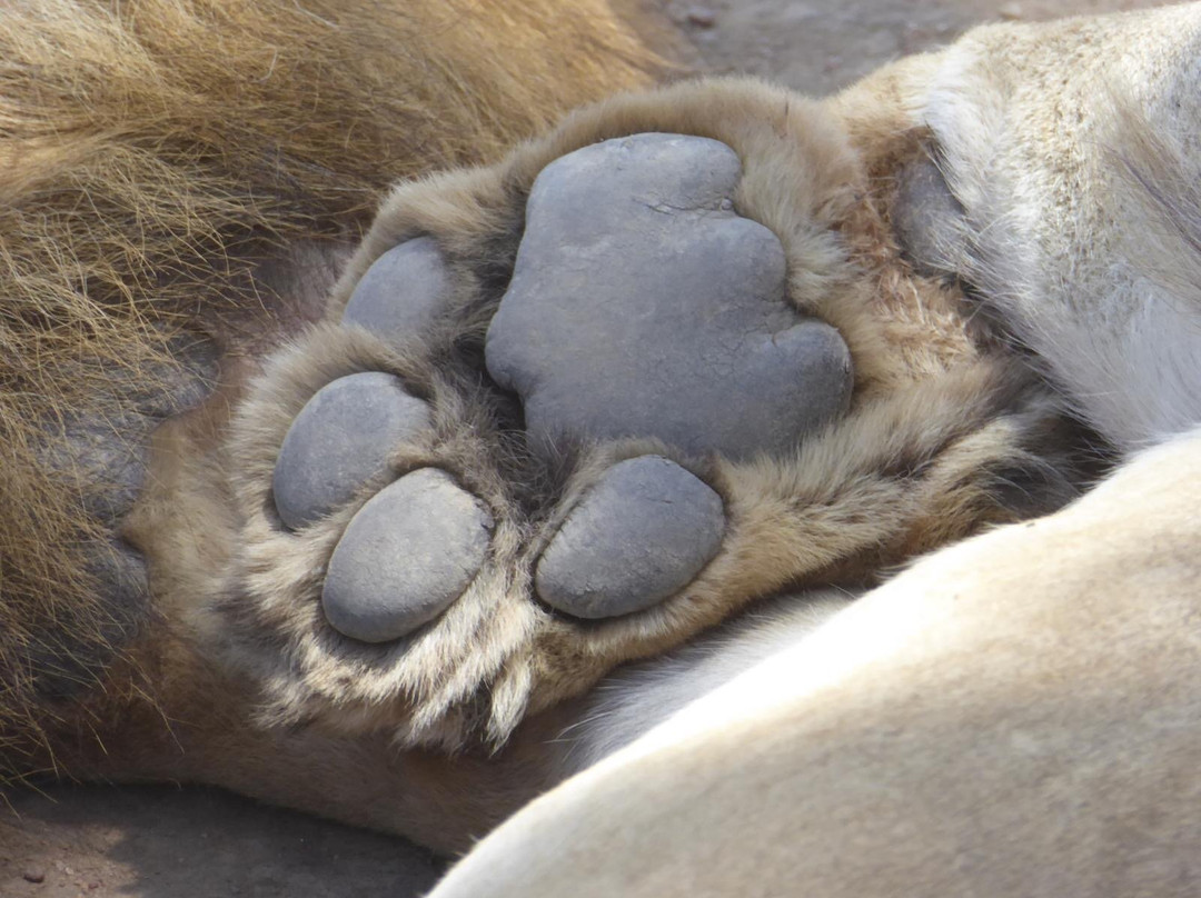 Monkey Adventures-莫西必去景点