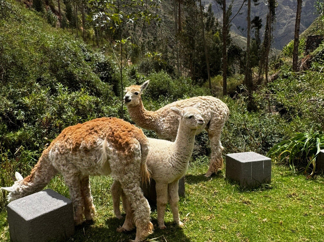 Etnikas Ayahuasca Retreats-库斯科必去景点