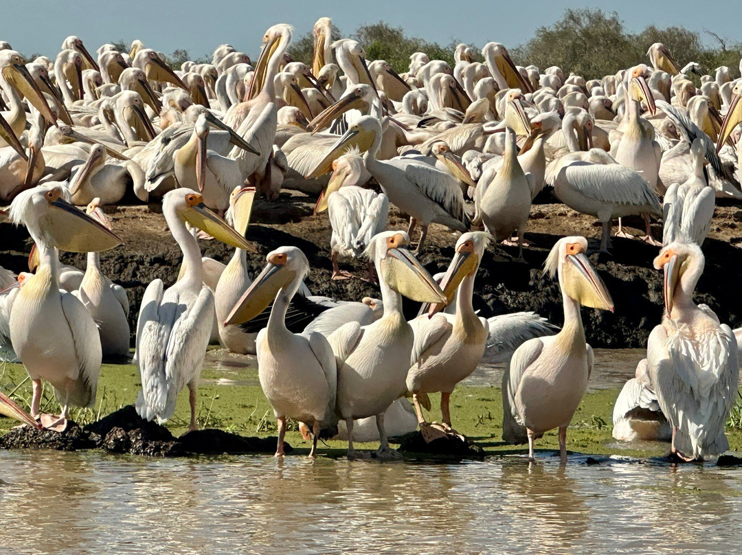 Nouvelles Frontieres-达喀尔必去景点