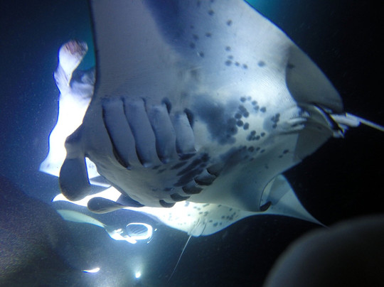 Manta Ray Dives Of Hawaii-凯鲁瓦-柯纳必去景点