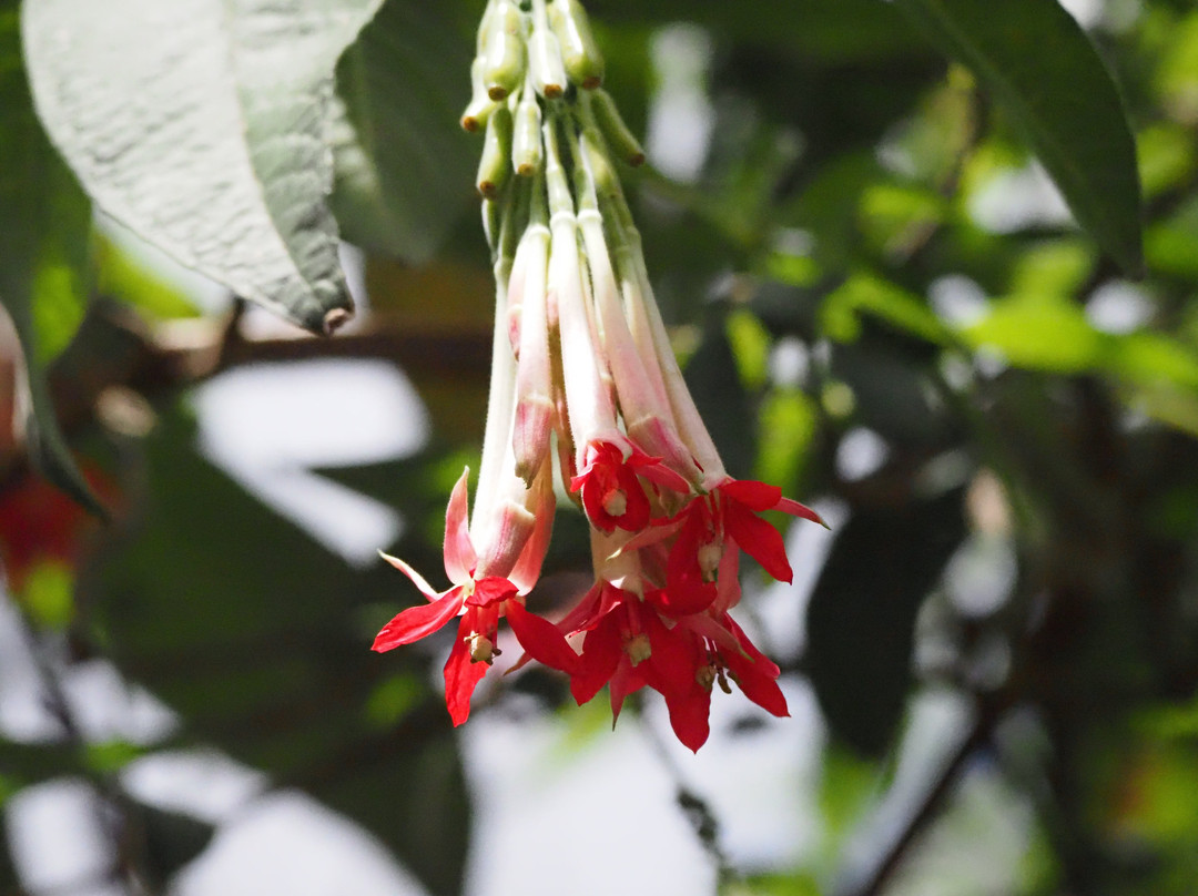 Jardín Botánico de Quito-基多必去景点