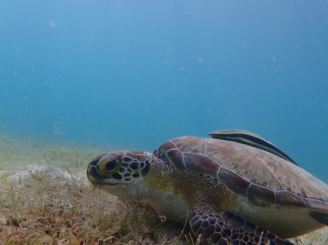 St.Thomas Scuba and Snorkel Adventures-圣 托马斯必去景点
