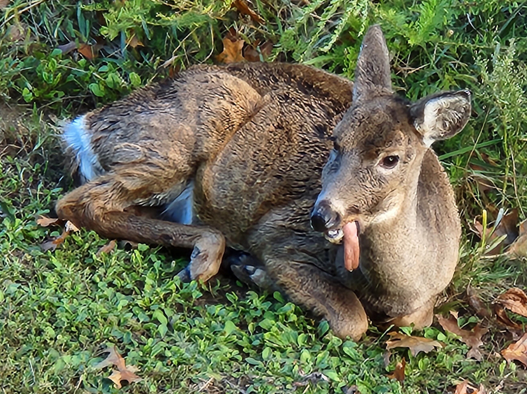 Salt Fork Lodge and Conference Center主图
