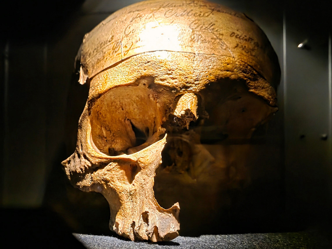 Pokrajinski muzej Celje-Celje必去景点