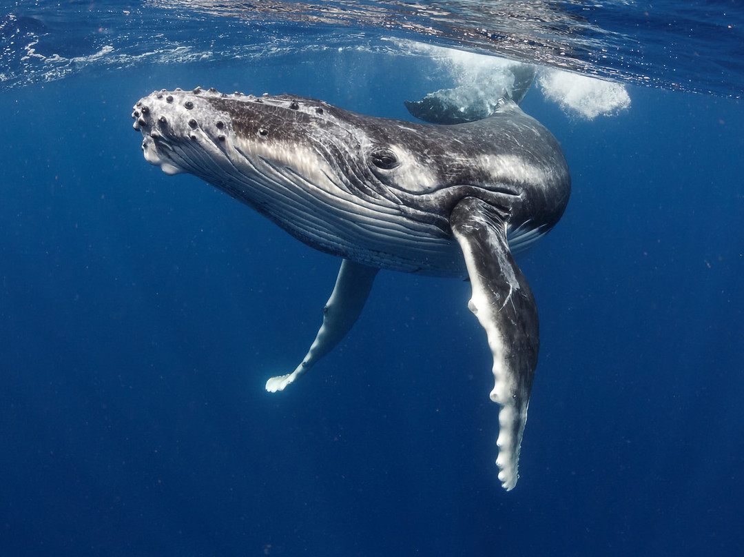 Tahiti By Boat-帕皮提必去景点