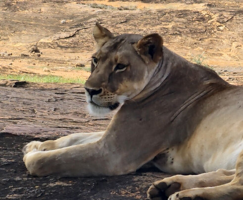 Enjoy Collection Tours and Safaris-马林地必去景点