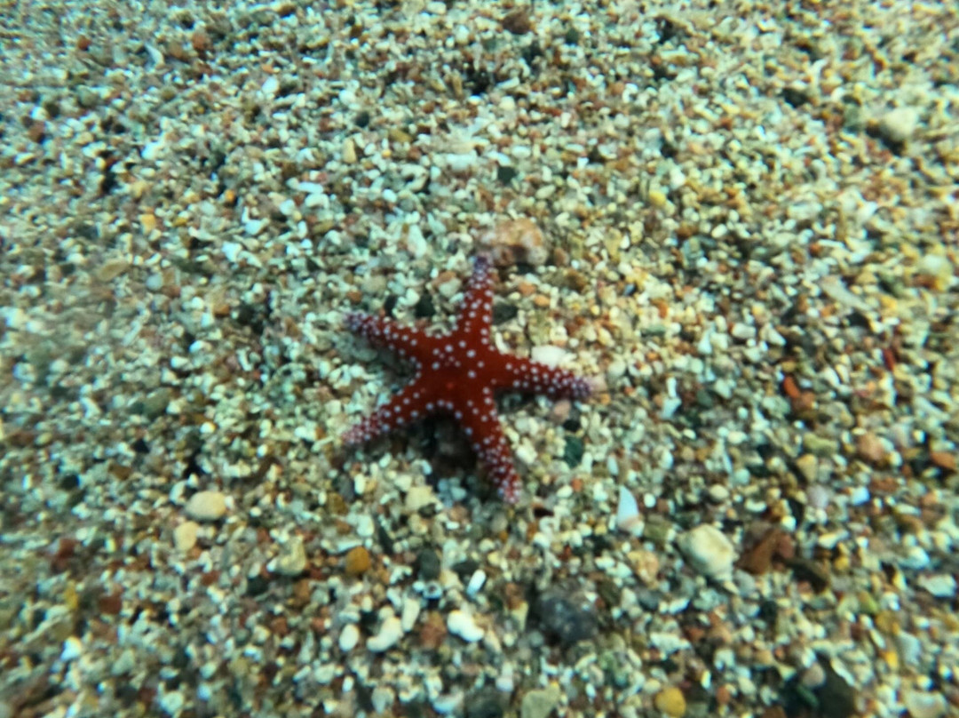 ORCA Dive Club Coral Garden-Safaga必去景点