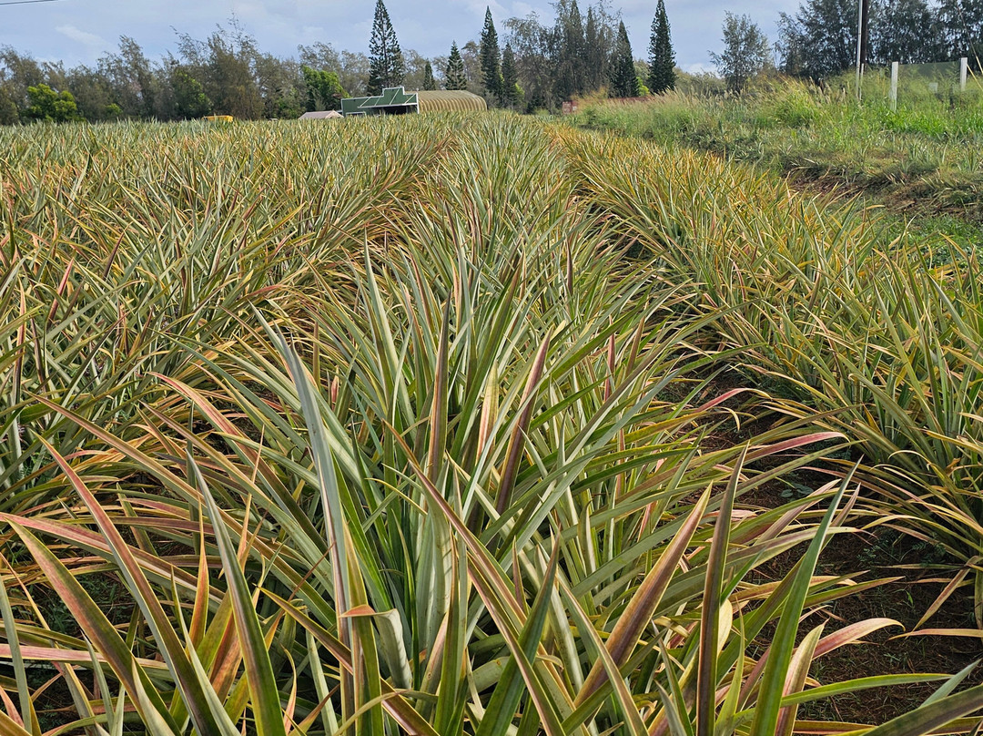 Sugarloaf Pineapple Farm-基拉韦厄必去景点