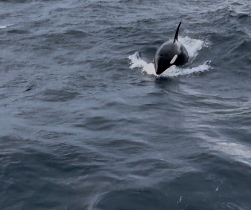 Helgoy Skyssbat-Helgøy i Ryfylke必去景点