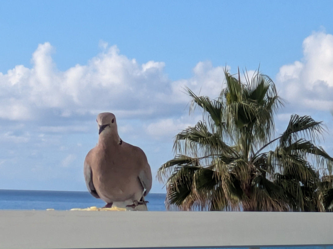 TUI BLUE SPA Los Gigantes-洛斯·吉甘特斯必去景点