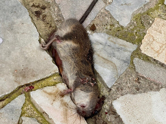 Cameron Highlands Flora Park-碧兰璋必去景点