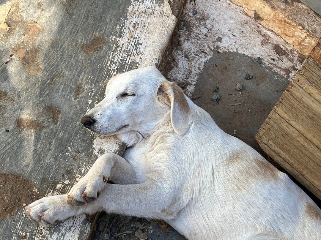 Gouves Animal Shelter-古韦斯必去景点