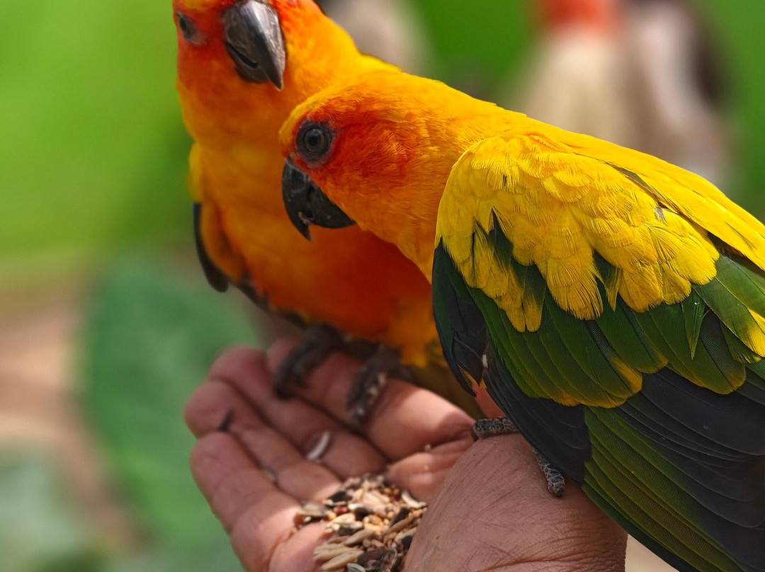 Fundera Park-Yelagiri必去景点