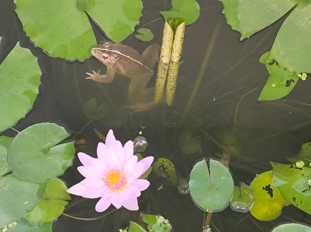 Agro-Homeopathy based Organic Botanical Herbal Garden (AHOBHAG)-Roorkee必去景点