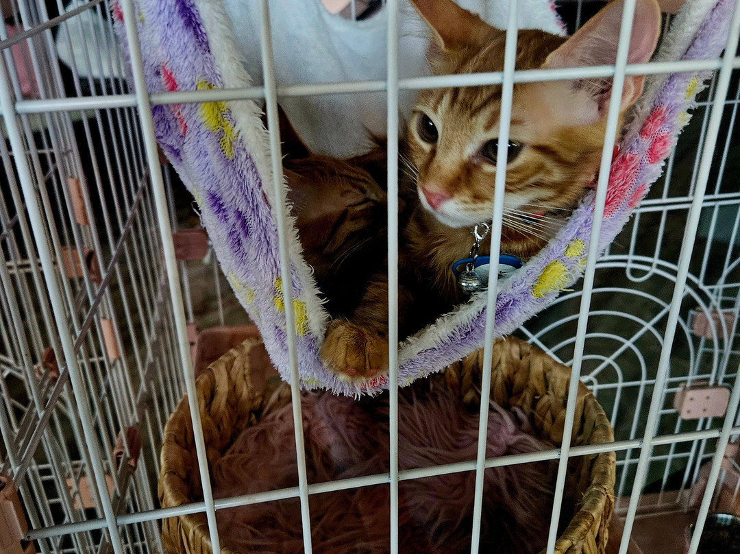 Cat Cafe Maui-卡胡卢伊必去景点