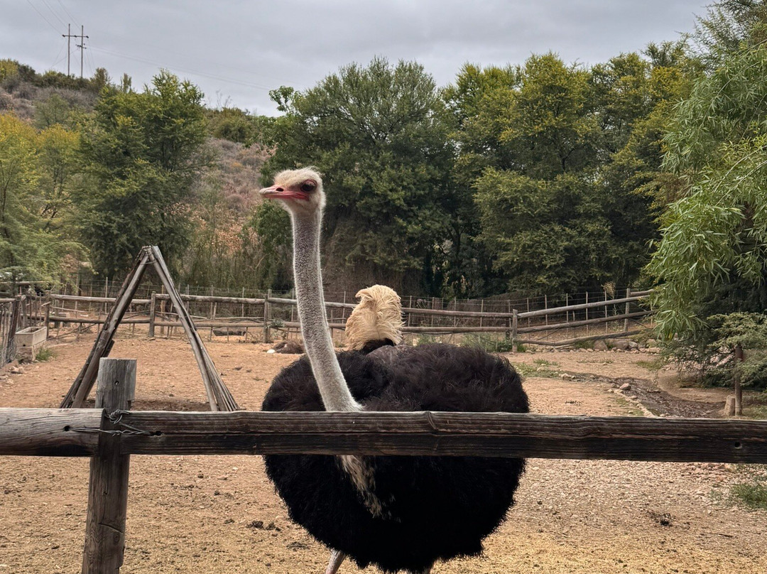 Cango Ostrich Show Farm-奥兹洪必去景点