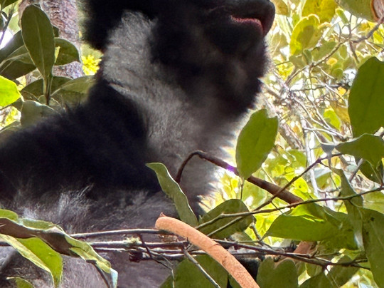 Viro Nomads Travel Co.-Ranomafana必去景点