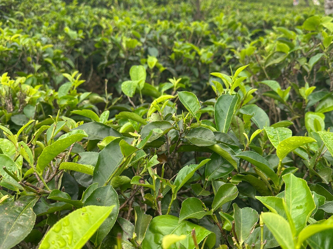 V Travel Sri-Lanka Excursions-科斯戈德必去景点