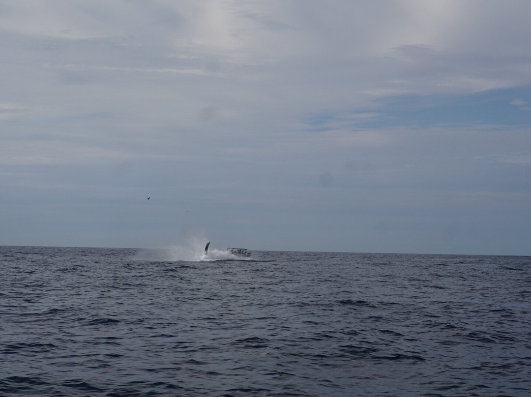 Proyecto Cetáceo-卡波圣卢卡斯必去景点