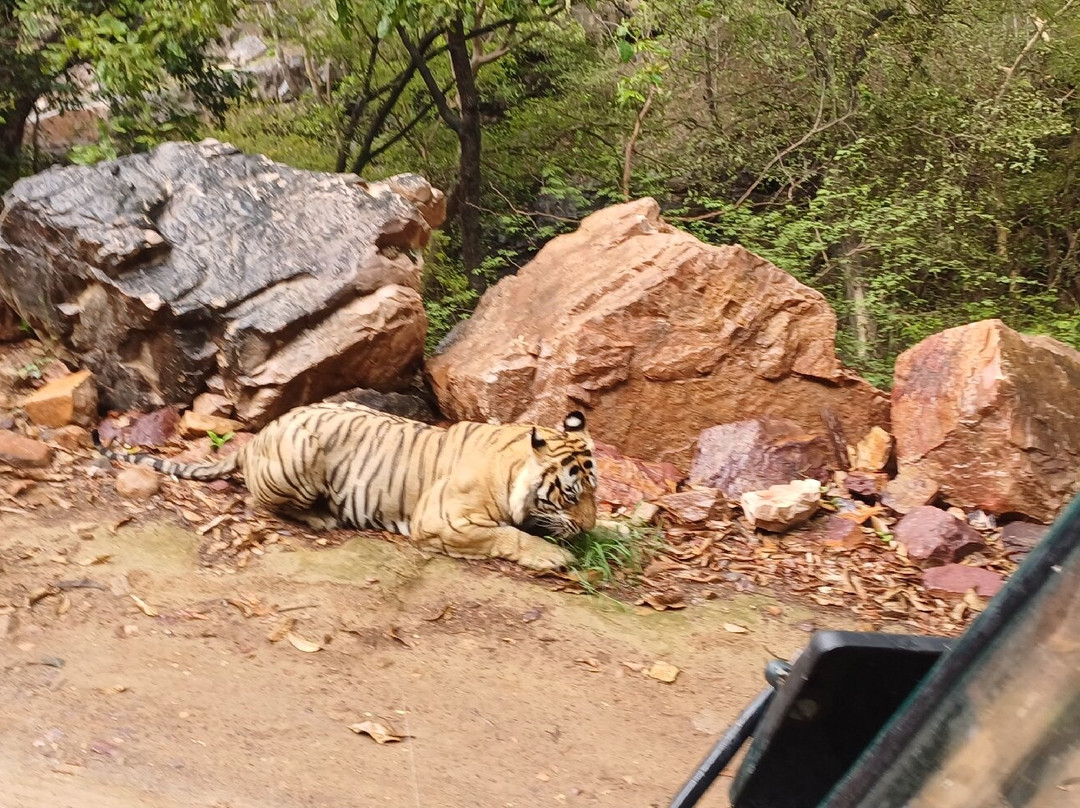 Ranthambore National Park-Ranthambore National Park必去景点