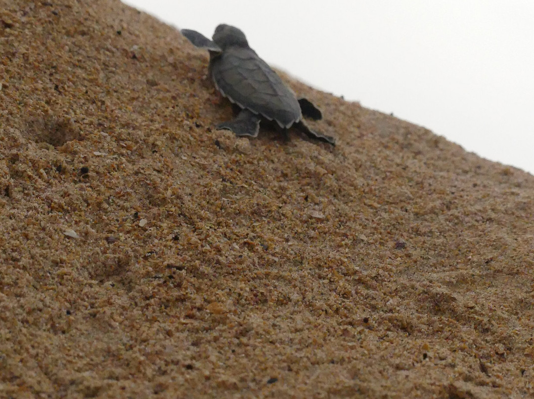 Soumare Tour-开普史基林必去景点