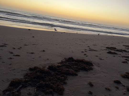 Holiday Inn Express & Suites South Padre Island by IHG主图