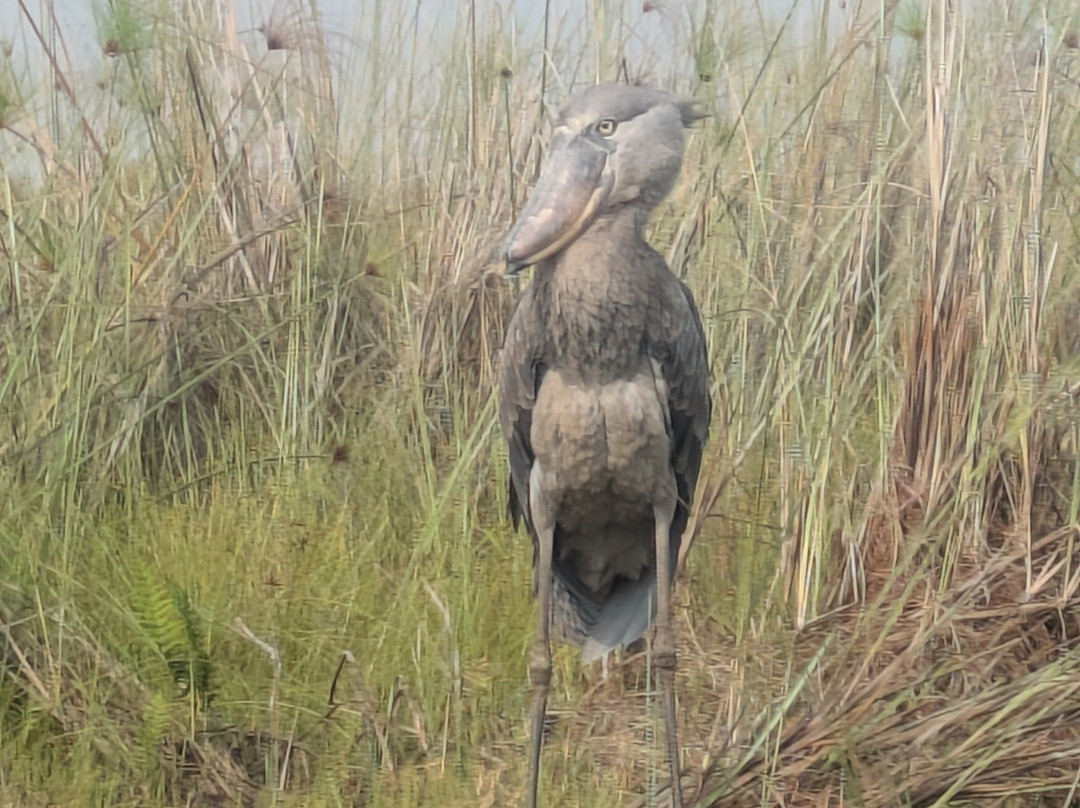 Mabamba Swamp Shoebill Bird Watching-恩德培必去景点