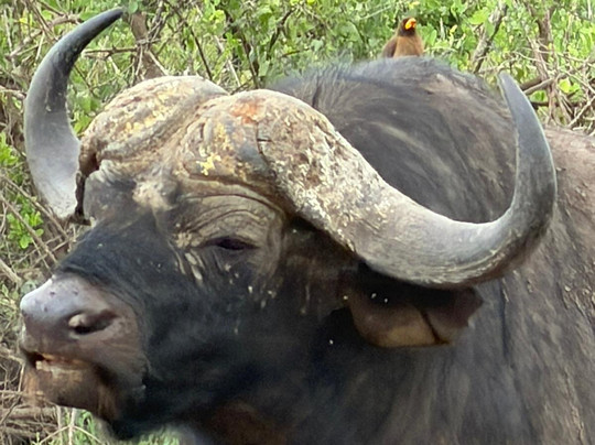 John Nyale Tours & Safari Experience-瓦塔木必去景点