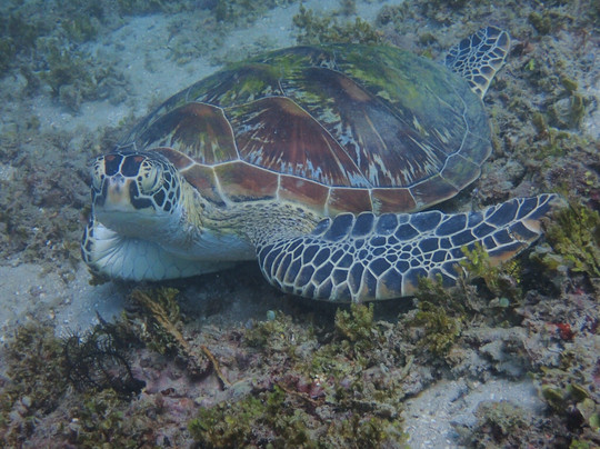 Meno Dive Club-Gili Meno必去景点