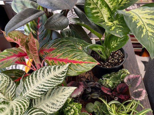 Groovy Plants Ranch-Marengo必去景点