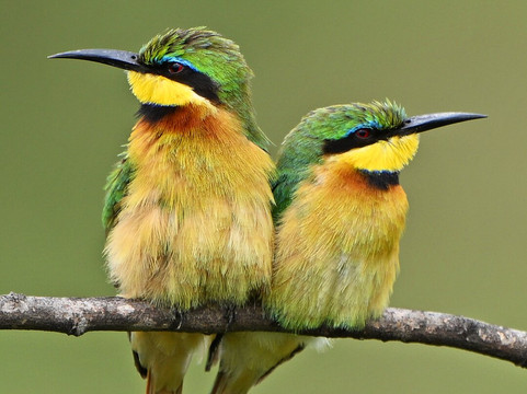 Nairobi Specialists Safaris, Car Hire, Drivers-内罗毕必去景点