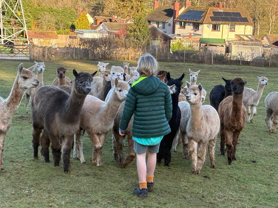 Chapel Ground Alpacas