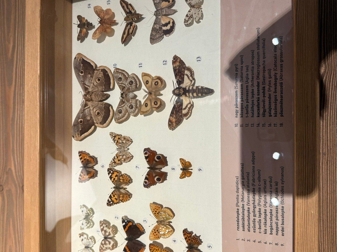 Móra Ferenc Múzeum-塞格德必去景点