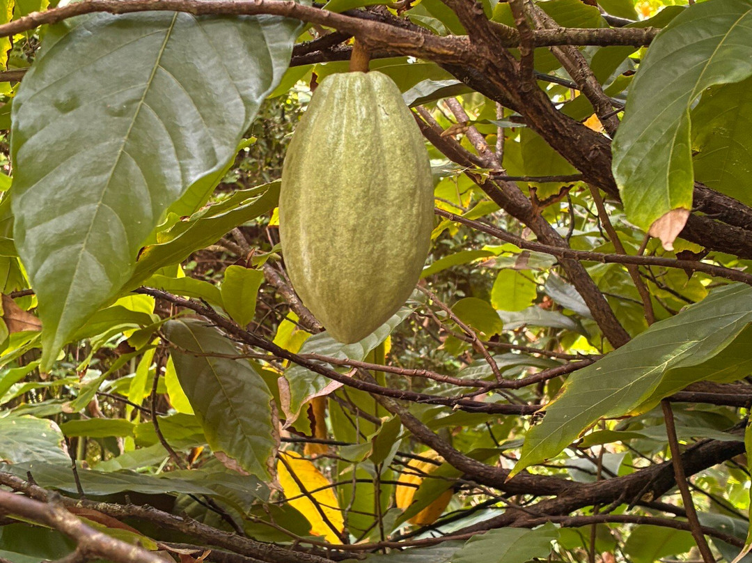 Ecotours Jardin Creole-Le Marin必去景点