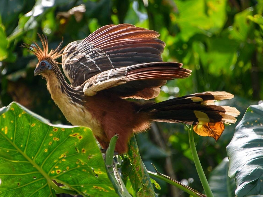 Blackwater Adventures-乔治城必去景点