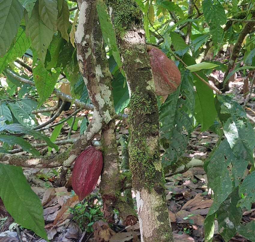 Rancho Raices De Puerto Jimenez-希门尼斯港必去景点