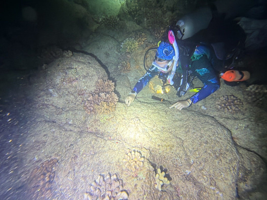 Fathom Five Divers-可洛亚必去景点