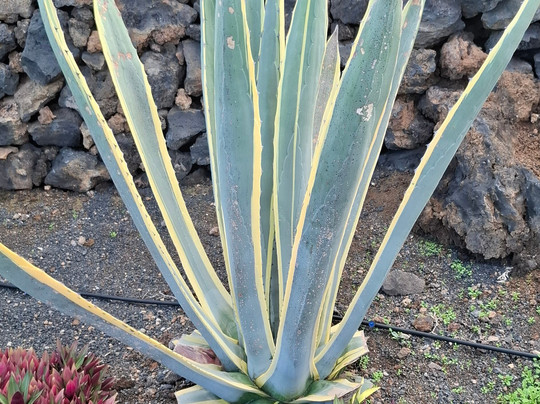 Lanzaloe-兰萨罗特必去景点