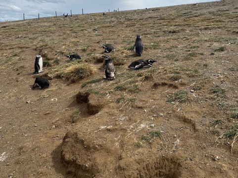 isla magdalena-蓬塔阿雷纳斯必去景点