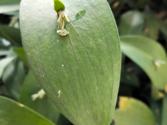 Giardino della Minerva-萨勒诺必去景点