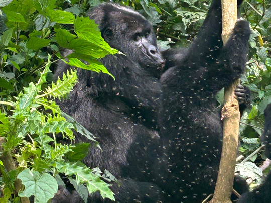 Bamboo Ecotours-坎帕拉必去景点