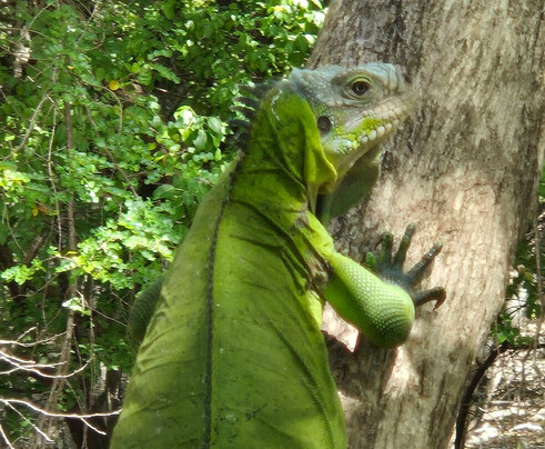 Catamaran Bwa Drese-Le Robert必去景点