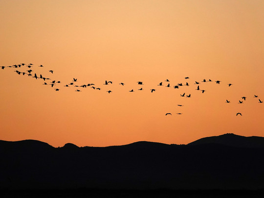 Willcox Playa Wildlife Area-Willcox必去景点