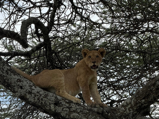 Serengeti Smile-阿鲁沙必去景点
