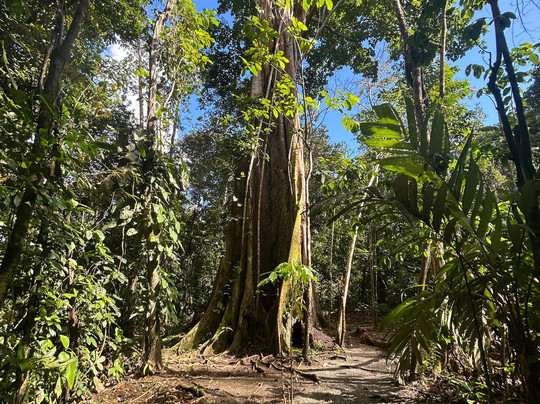 Tree Chocolate Tour-Upala必去景点