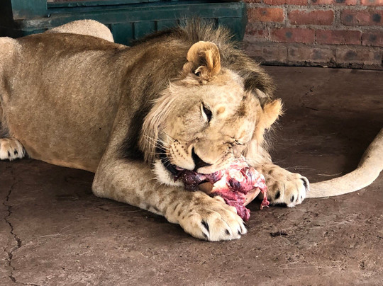 Zanchieta Wildlife Rescue Centre & Lodge-布隆方丹必去景点